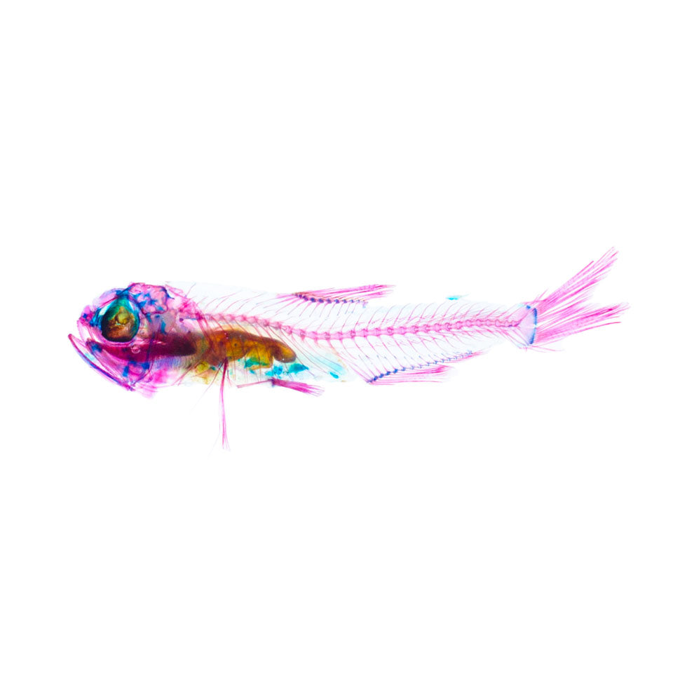透明標本 燈籠魚 魚類標本 台灣海洋生物 Benthosema spp.