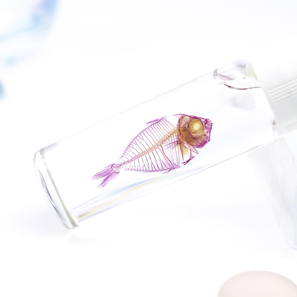 透明標本 鰏魚 魚類標本 台灣海洋生物