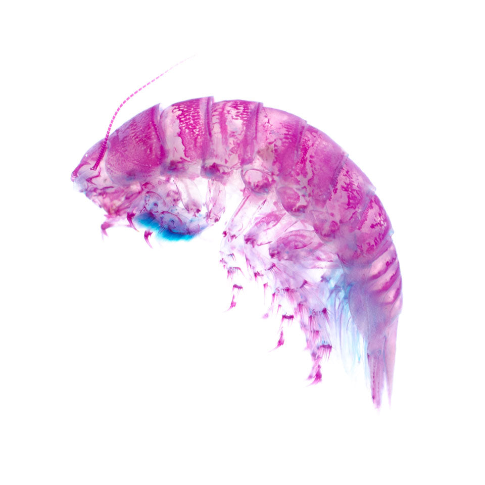 透明標本 具足蟲 甲殼類標本 台灣海洋生物