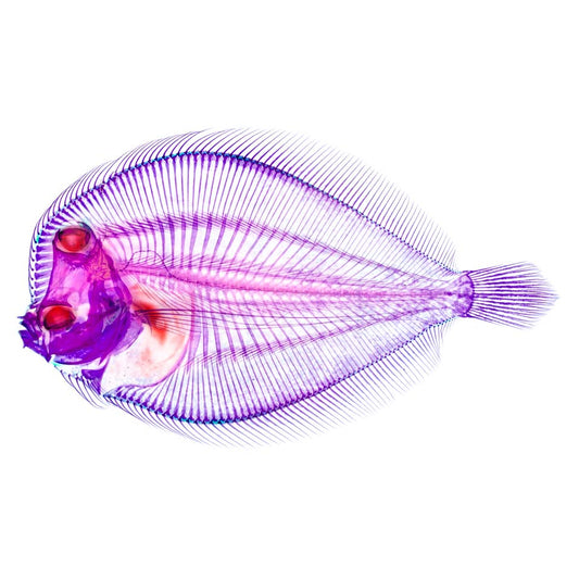 透明標本 比目魚 皇帝魚 魚類標本 台灣海洋生物
