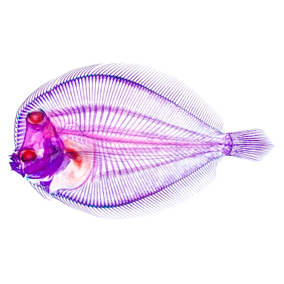 透明標本 比目魚 皇帝魚 魚類標本 台灣海洋生物