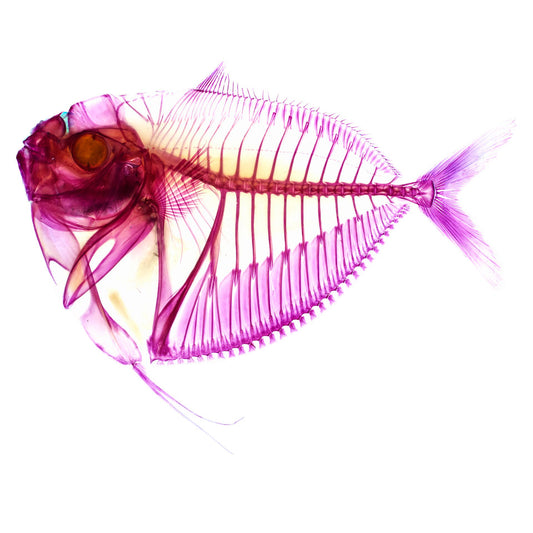 透明標本 眼眶魚 皮刀 魚類標本 台灣海洋生物