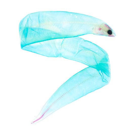 透明標本 柳葉鰻 魚類標本 台灣海洋生物