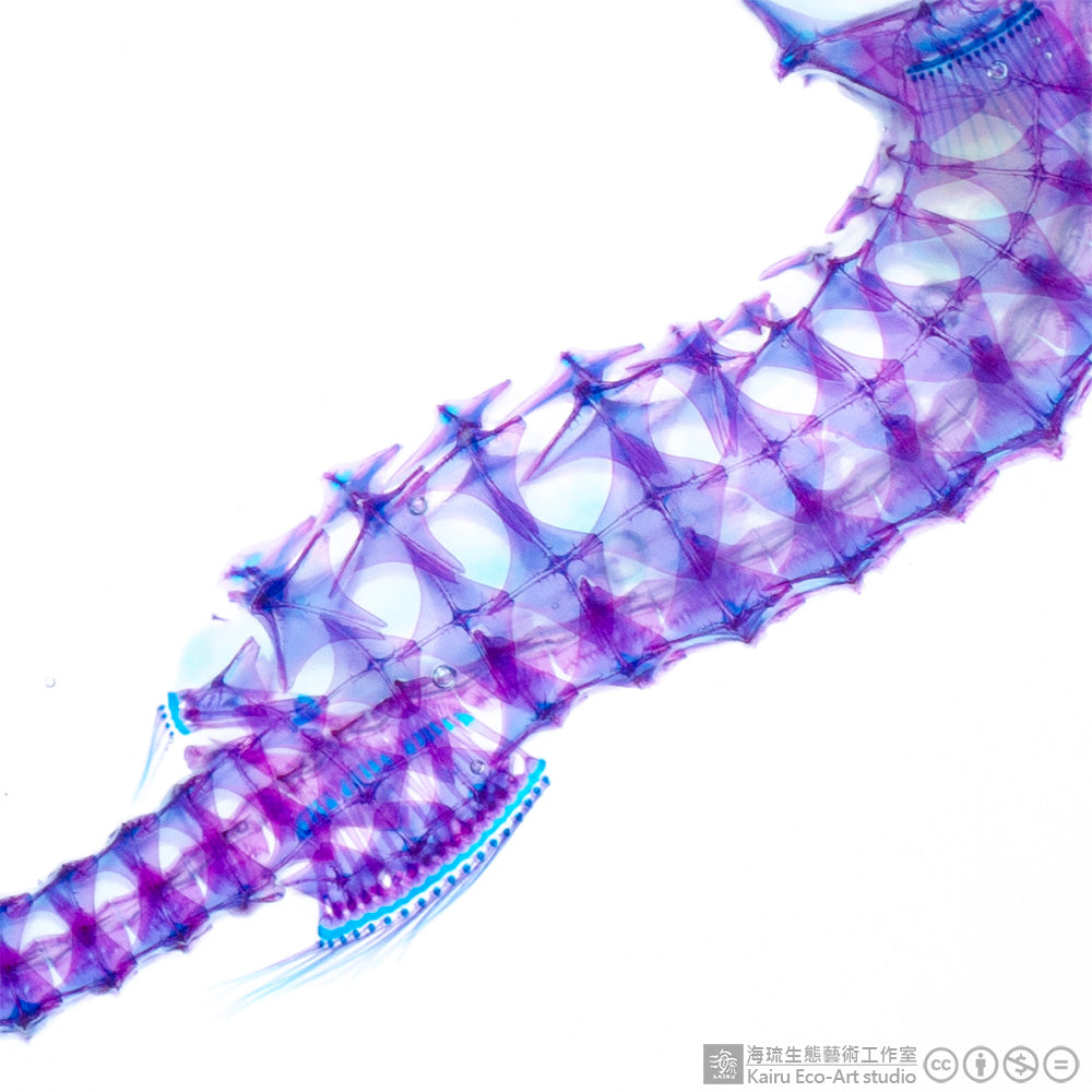 透明標本 海馬 魚類標本 台灣海洋生物