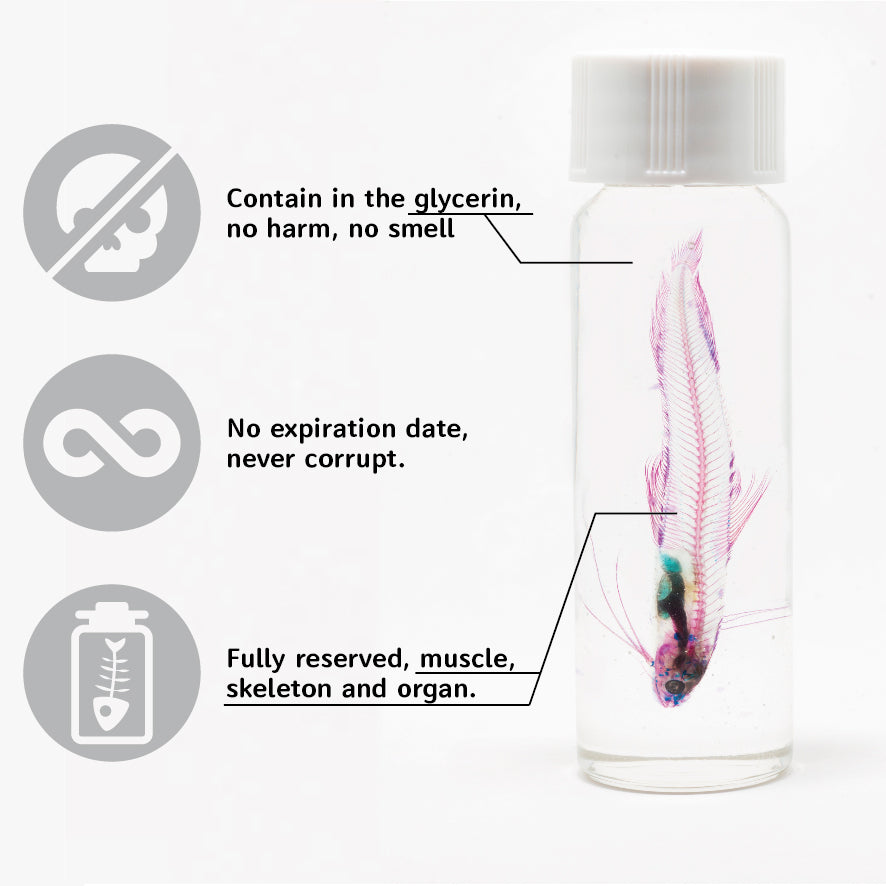 透明標本 對蝦 蝦標本 台灣海洋生物