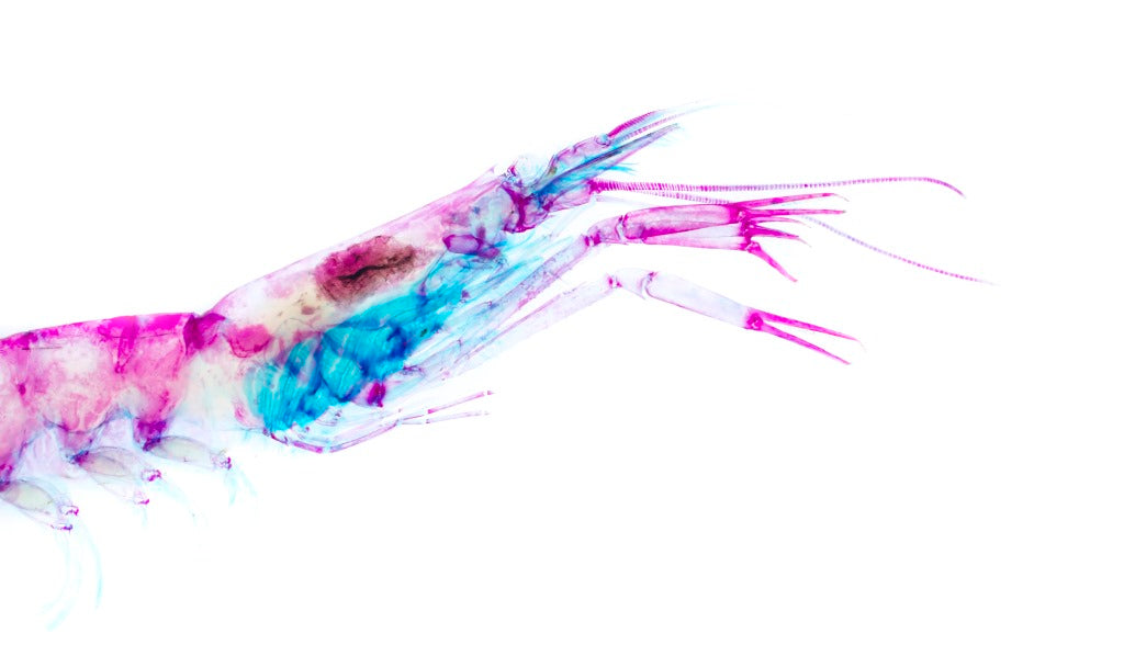 透明標本 玻璃蝦 蝦標本 台灣海洋生物