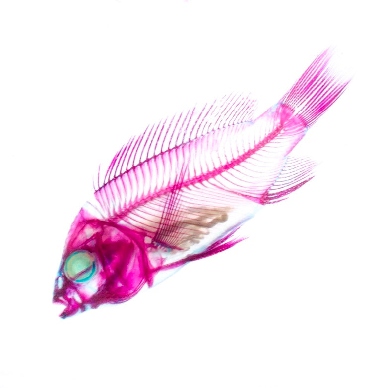 透明標本 吳郭魚 魚類標本 台灣外來種生物