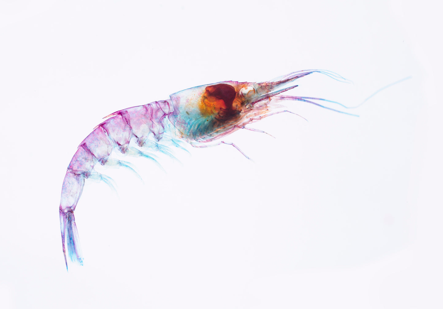 透明標本 刺蝦 蝦標本 台灣海洋生物