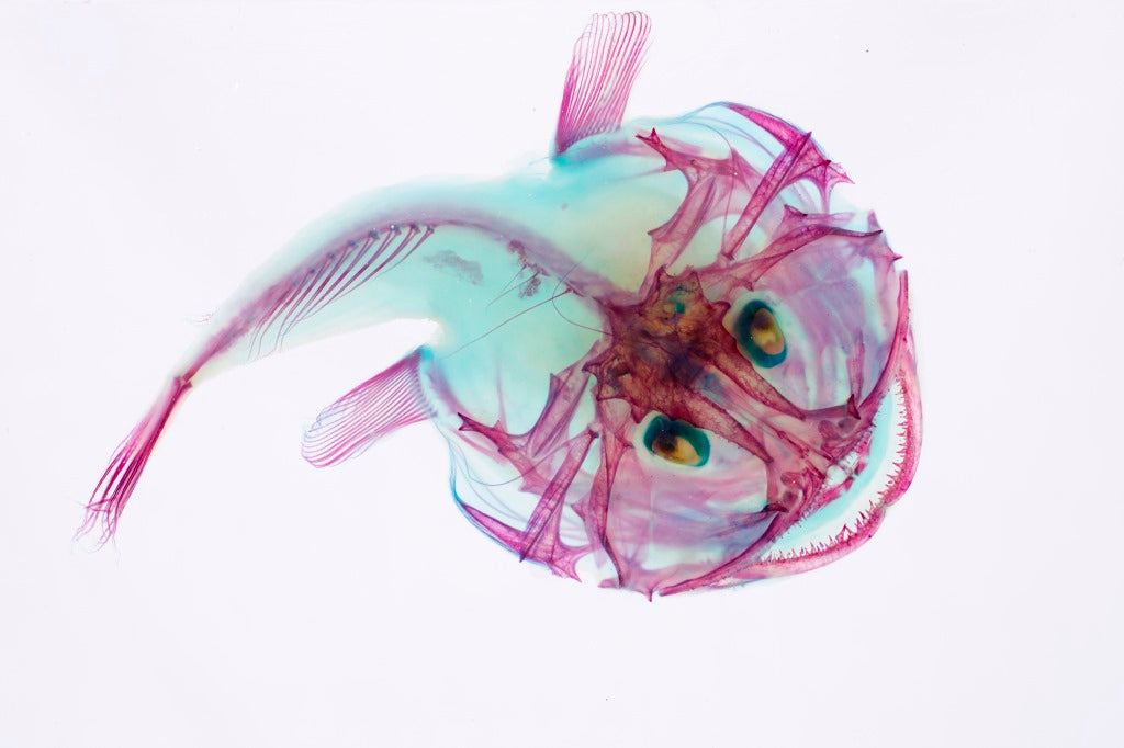透明標本 鮟鱇魚 魚類標本 台灣海洋生物