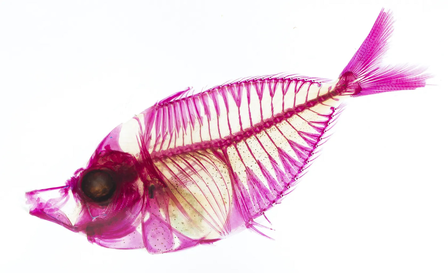 透明標本 鰏魚 魚類標本 台灣海洋生物
