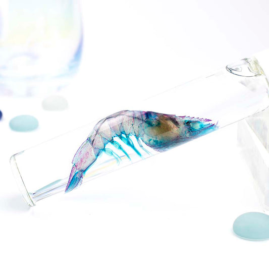 透明標本 對蝦 蝦標本 台灣海洋生物