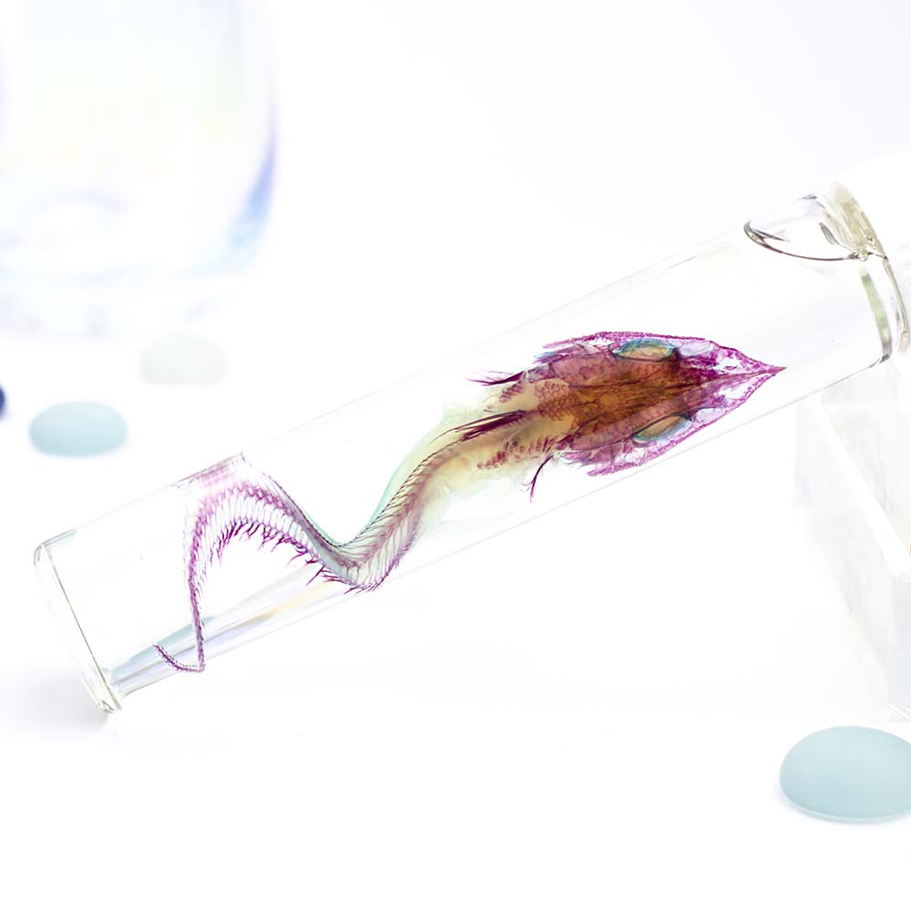 透明標本 腔吻鱈 魚類標本 台灣海洋生物 Macrouridae