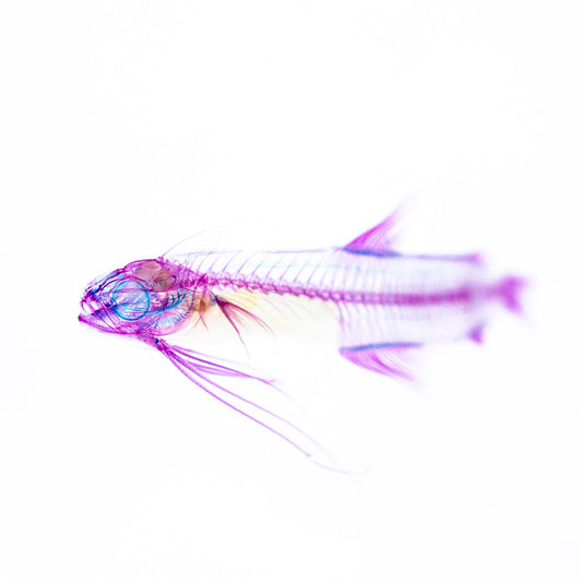 透明標本 海鰗鰍 魚類標本 台灣海洋生物